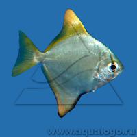 Монодактил серебряный (Серебряная ласточка) - морской  Monodactylus argenteus