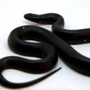 Королевская змея черная (самка) MLampropeltis getula nigrita