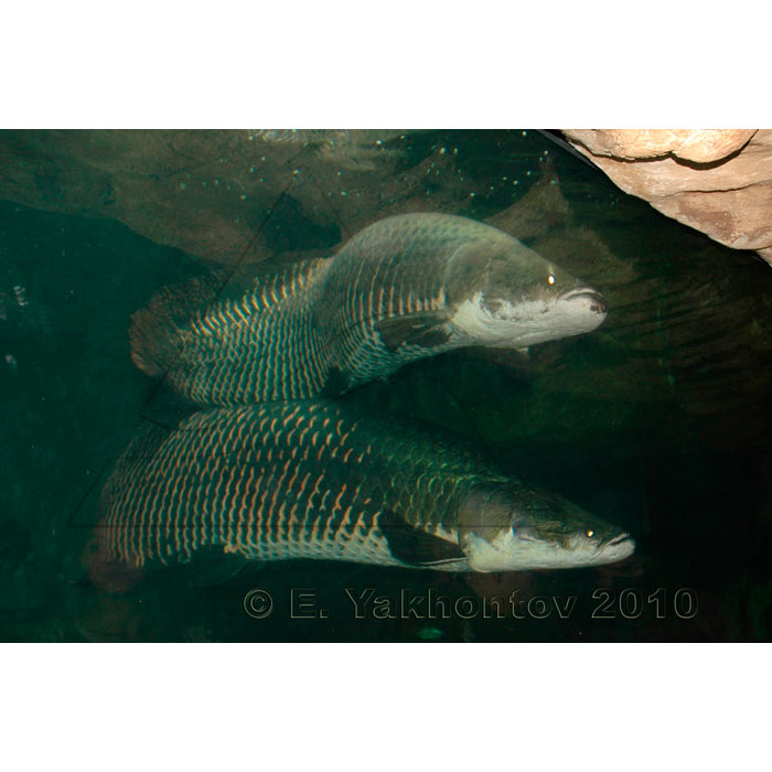 Арапайма Гигантская Рыба Фото