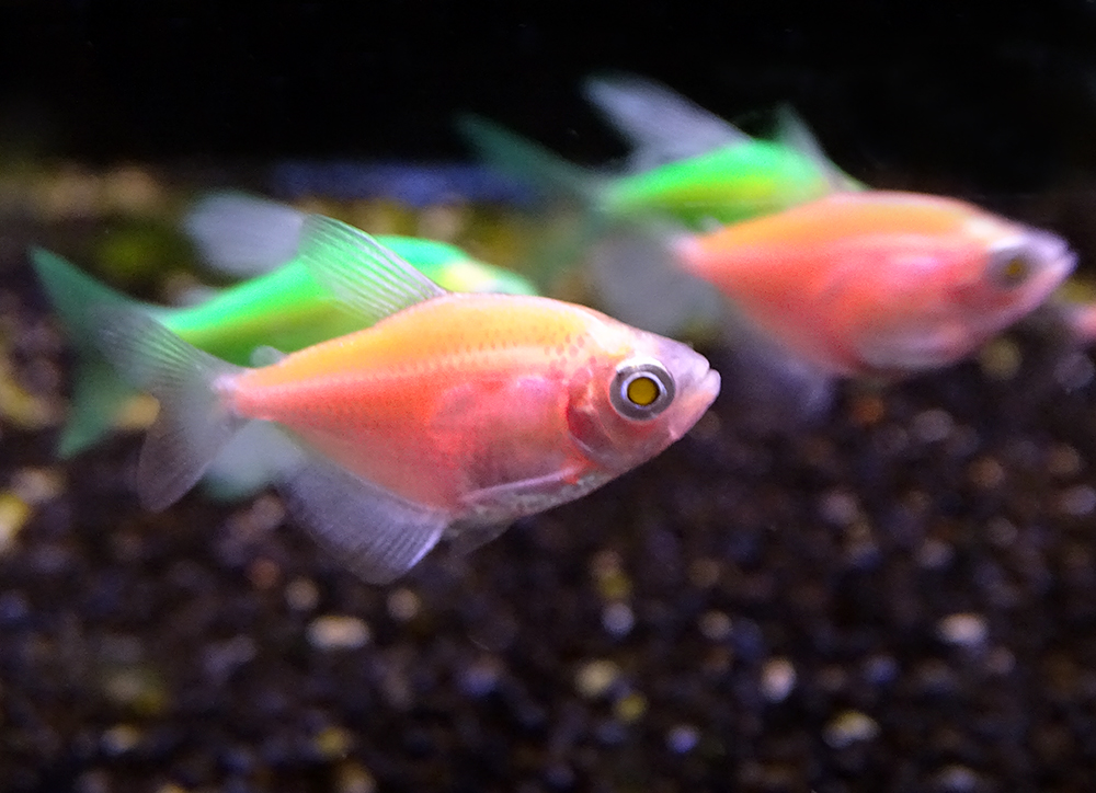 Топ 10 самых популярных флюоресцентных рыб