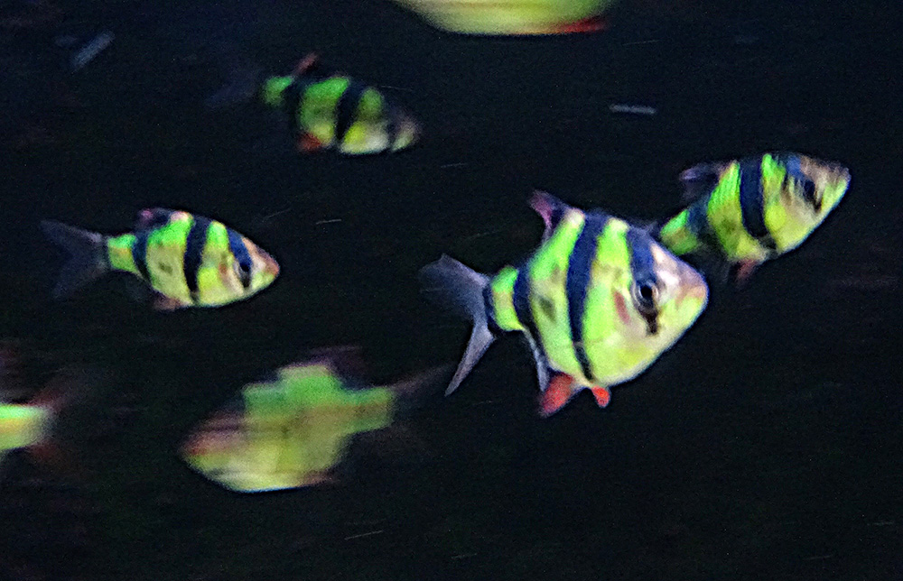 Барбус суматранский флуоресцентный зеленый