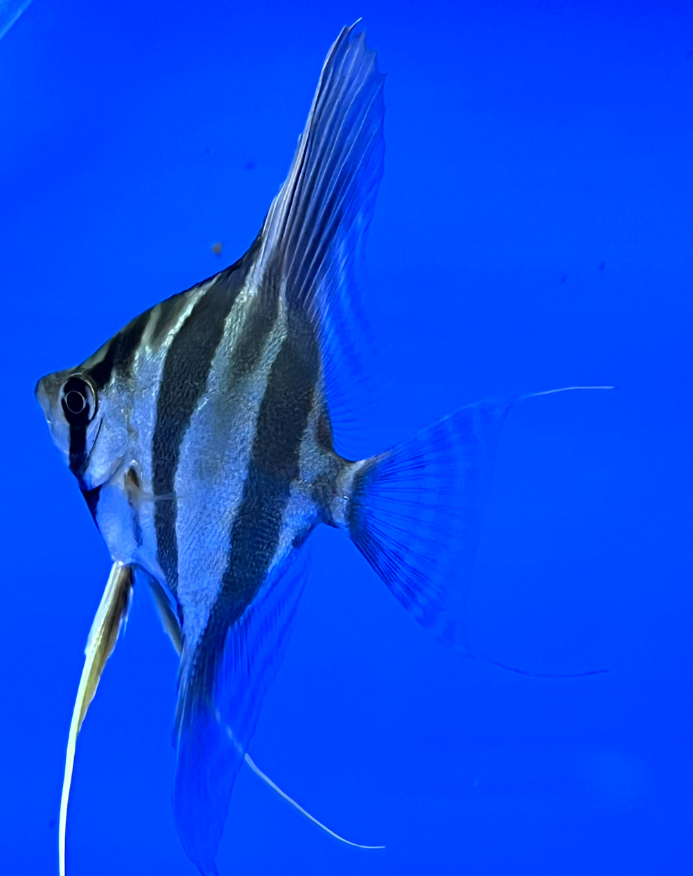 Доклад: Скалярия (Pterophyllum scalare)