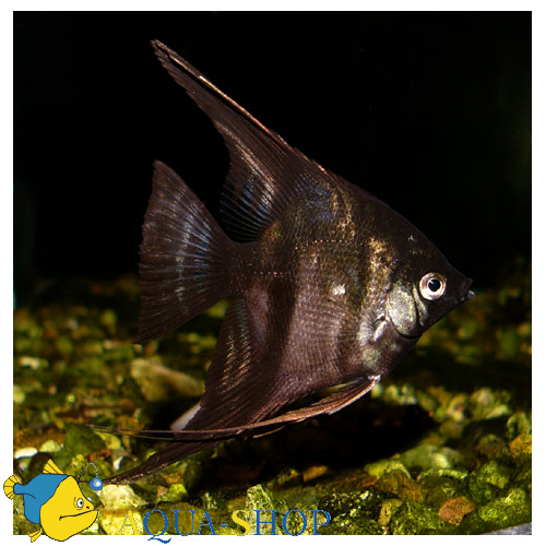 Доклад: Скалярия (Pterophyllum scalare)