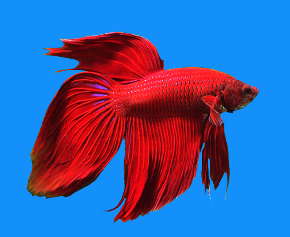 Одноцветный красный петушок  Betta splendens