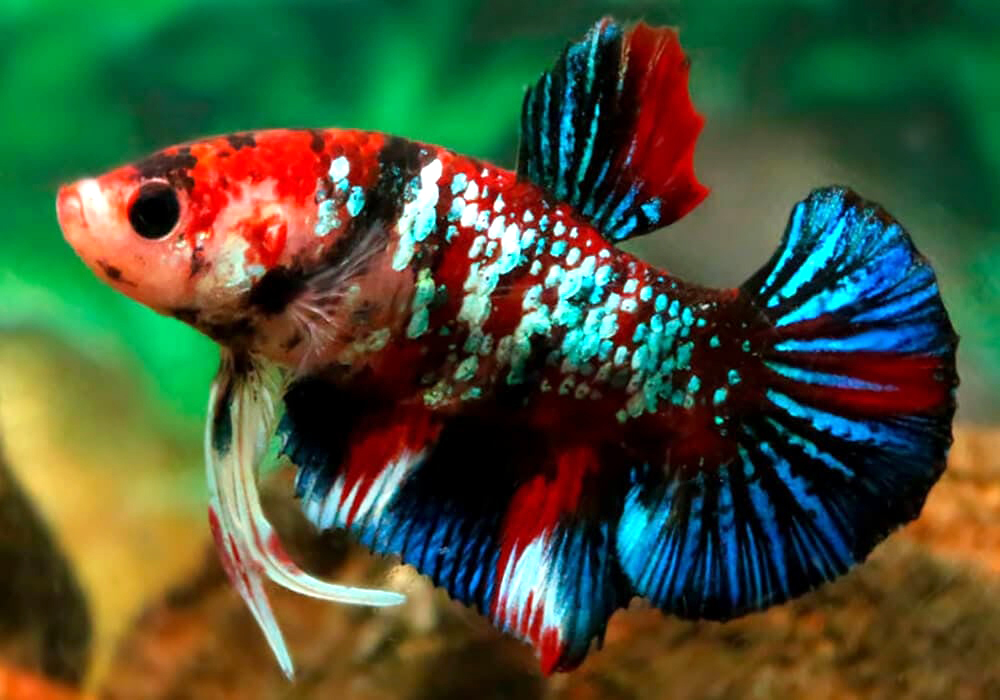 Многоцветный  петушок Мультиколор Плакат  Betta splendens Plakat Plakat Multicolour