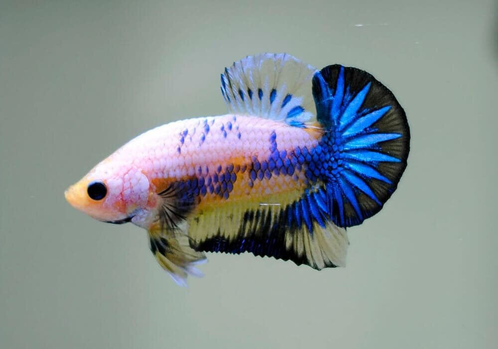 Плакатный петушок  Betta splendens Plakat