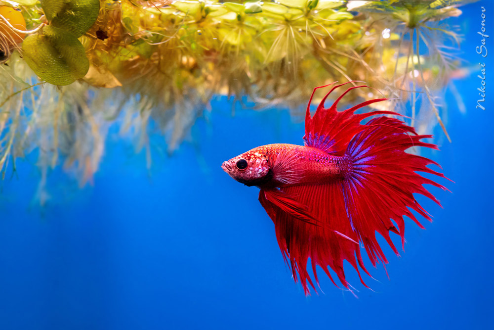 Коронохвостый петушок  Betta splendens Crowntail