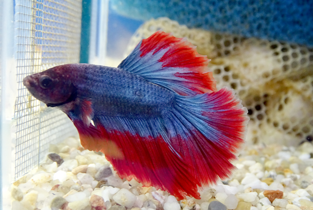 Дельтахвостый петушок  Betta splendens Super Delta