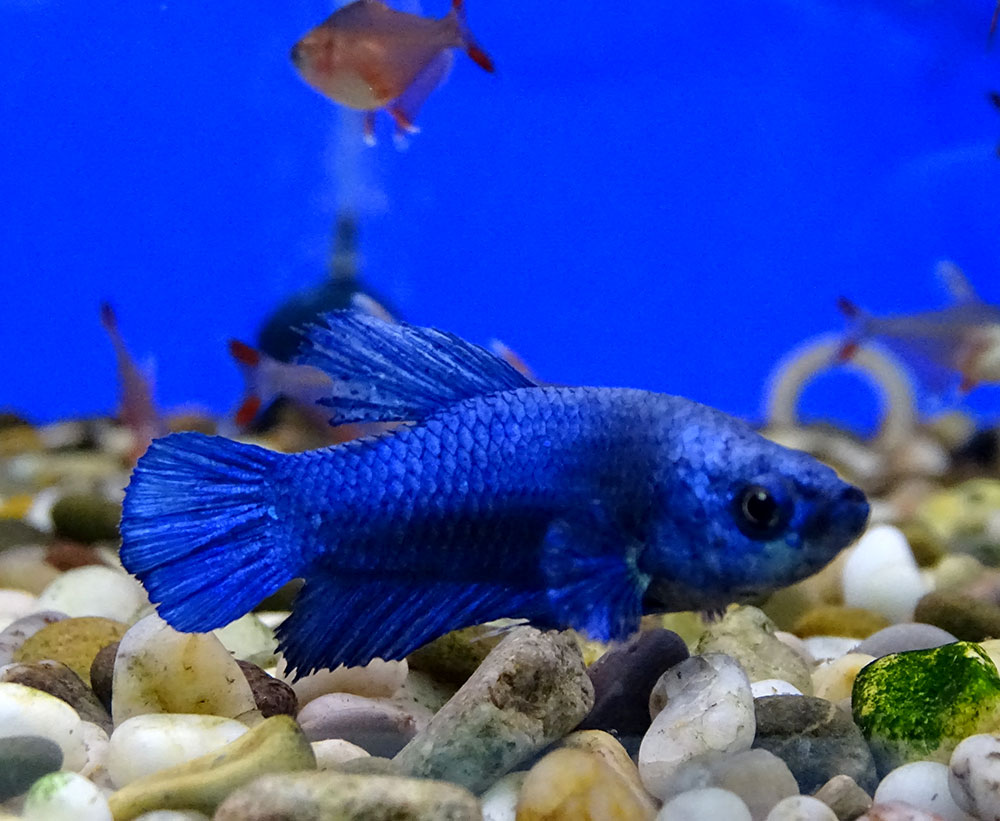 Одноцветный синий петушок  Betta splendens Plakat Blue