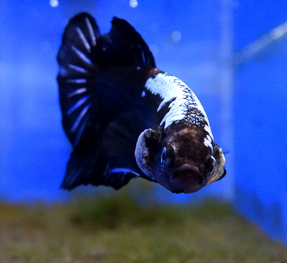 Двухцветный  петушок Чёрный Самурай Betta splendens Plakat Black Samurai