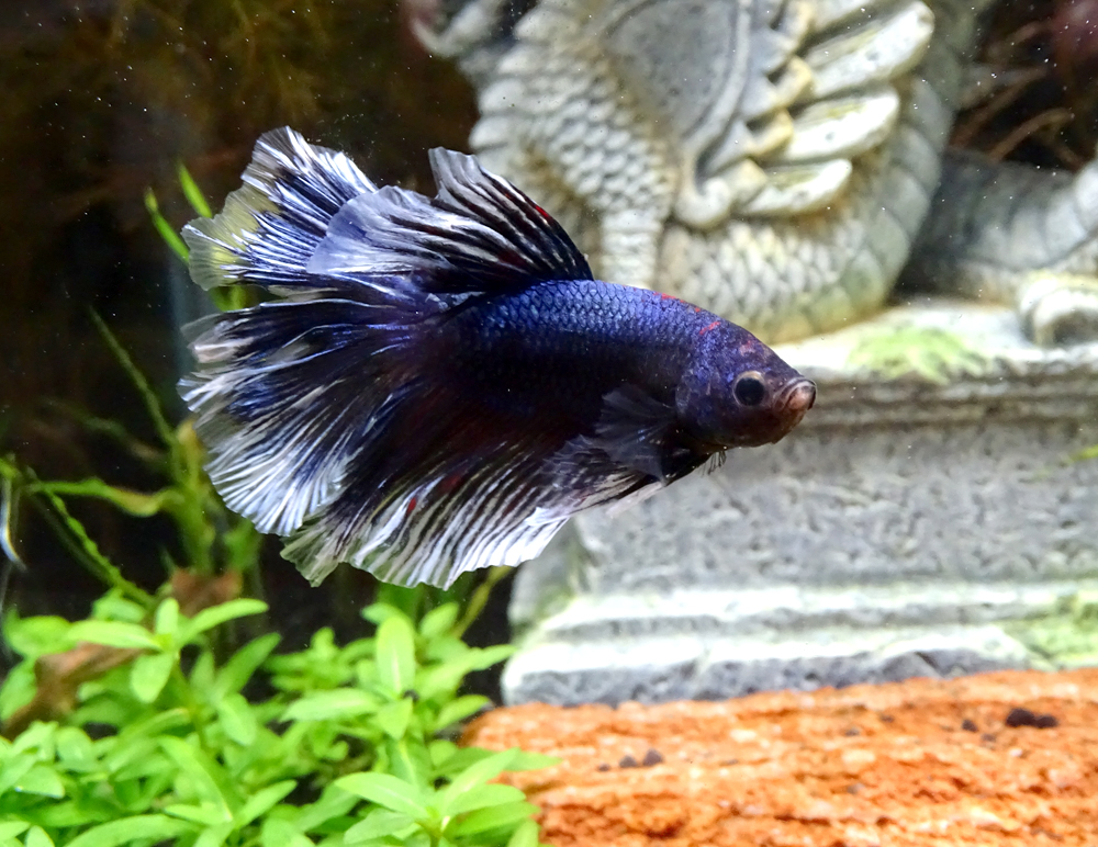 Петушок Халфмун  Betta splendens Halfmoon