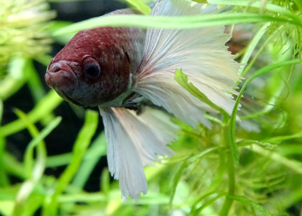 Слоновоухий петушок  Betta splendens Elephant Ear