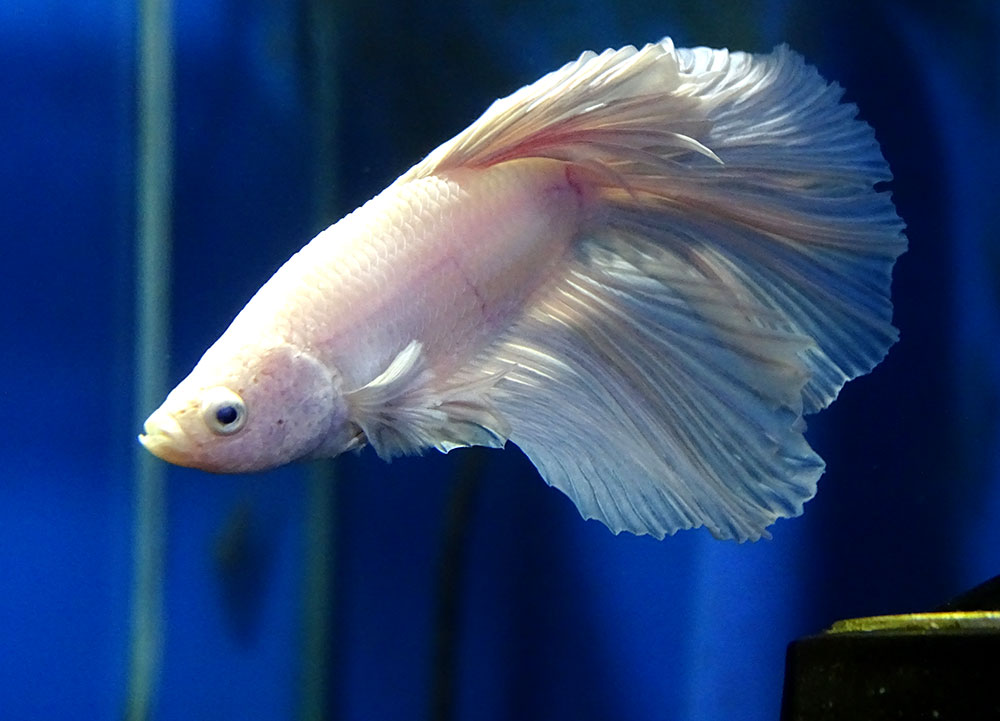 Одноцветный белый петушок  Betta splendens Super Delta