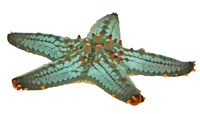 Морские звезды <br> <i>Asteroidea </i>