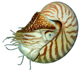 Головоногие моллюски<br><i> Cephalopoda</i>