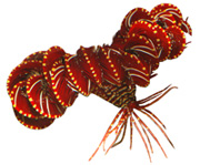 Морские лилии <br><i>Crinoidea </i>