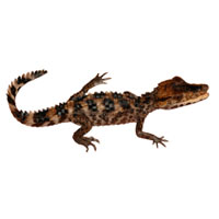 Крокодилы<br> <i>Crocodylia </i>