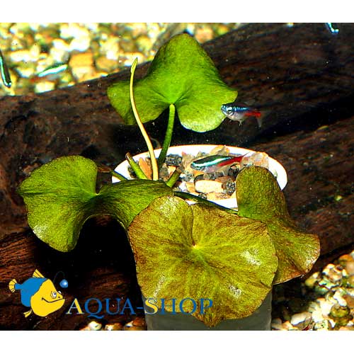 Нимфоидес водный (Болотноцветник водный, "Водяной банан")