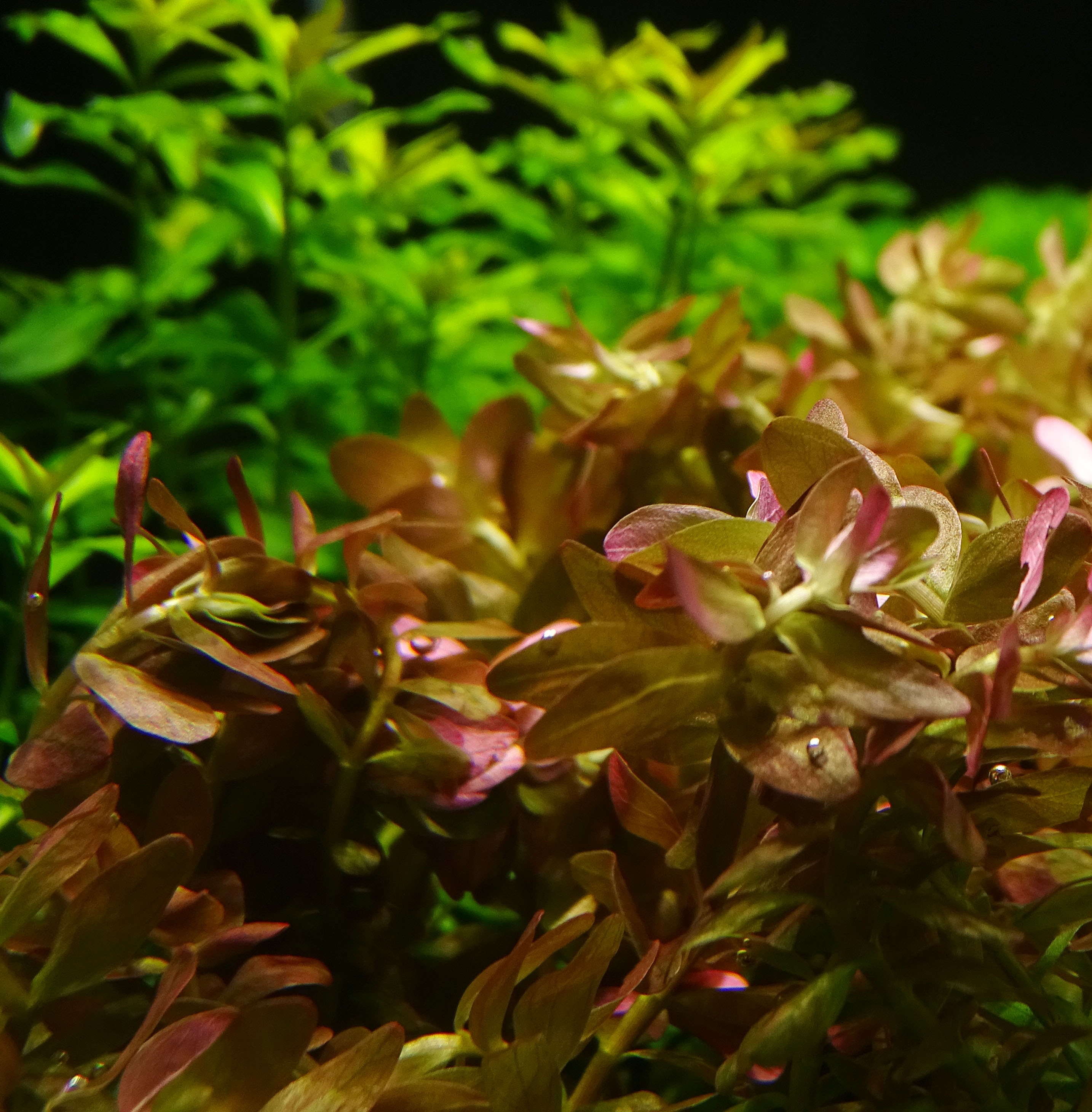 Рыбы едят растения. Ротала Индика. Ротала индийская (Rotala Indica). Ротала Индика (Rotala Indica). Ротала индийская аквариумное растение.