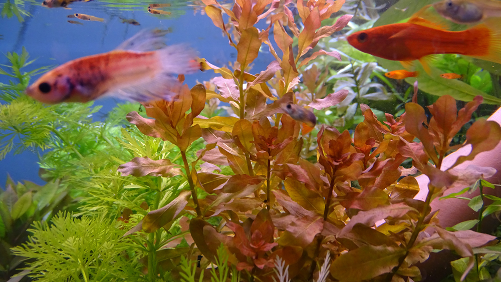 Ludwigia inclinata