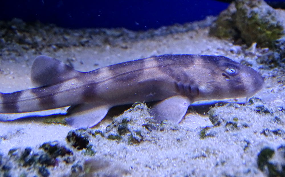 Кошачья акула черного моря