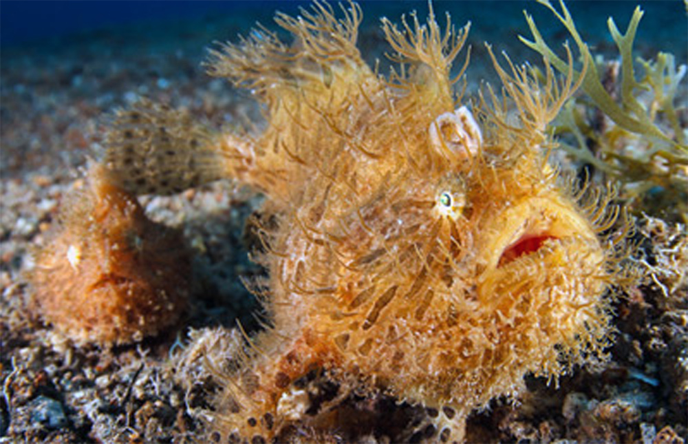 Удильщик полосатый Antennarius striatus