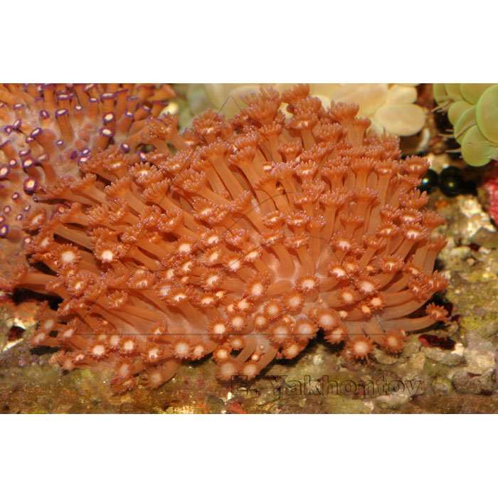 Coral group. Гониопора "зелёная Жемчужина". Гониопора красная. Гониопора коралл красная. Гониопора коралл содержание.