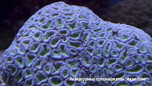 Coral 12. Фавитес коралл. Актиния гетерактис малу. Актиния краснотелая зеленая. Фавитес двуцветный Pineapple Coral.