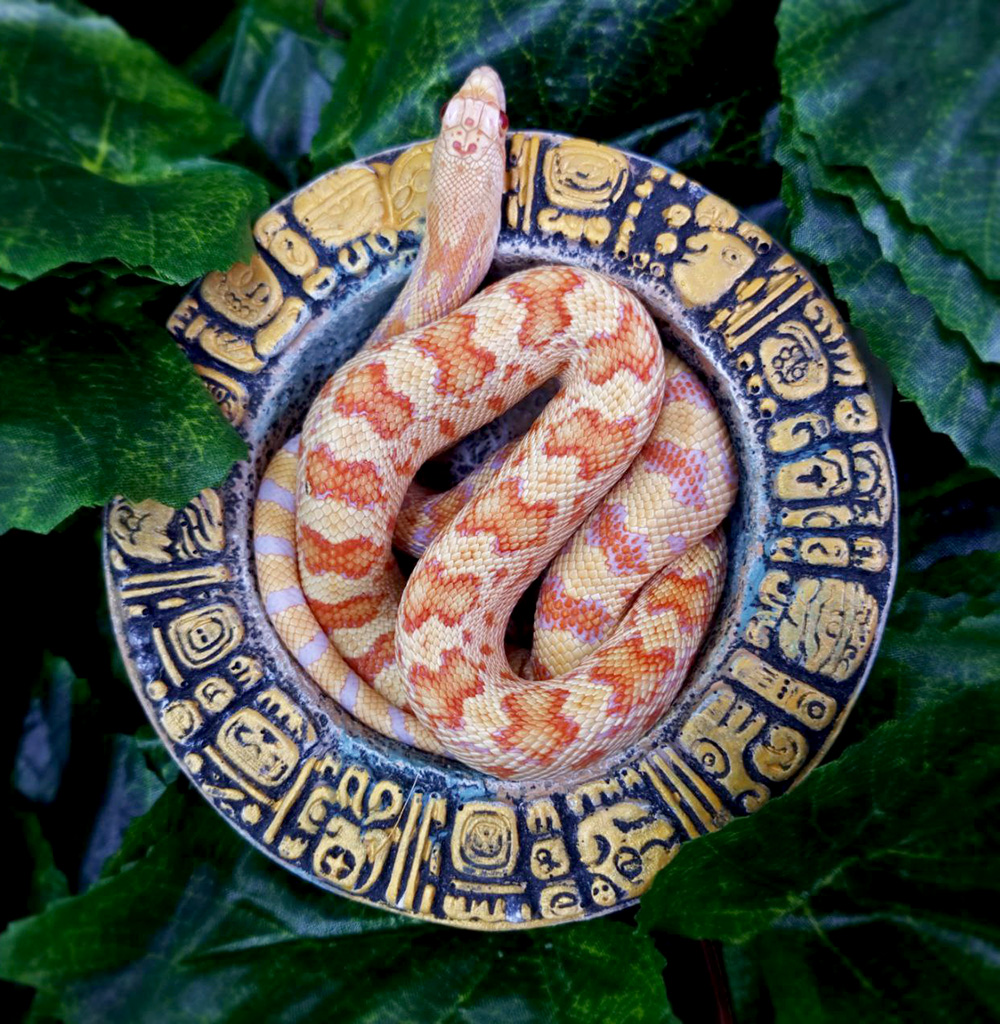 Сосновая змея сонорская "Albino"
