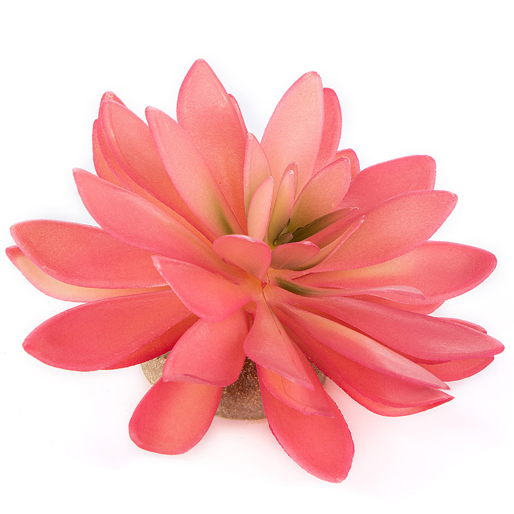 Растение для террариума "Эхеверия большая", розовое, 14x13x9.5см