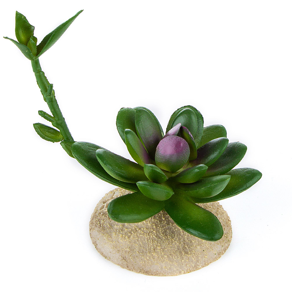 Растение для террариума "Суккулент с отростком", 7.5x6.5x12см