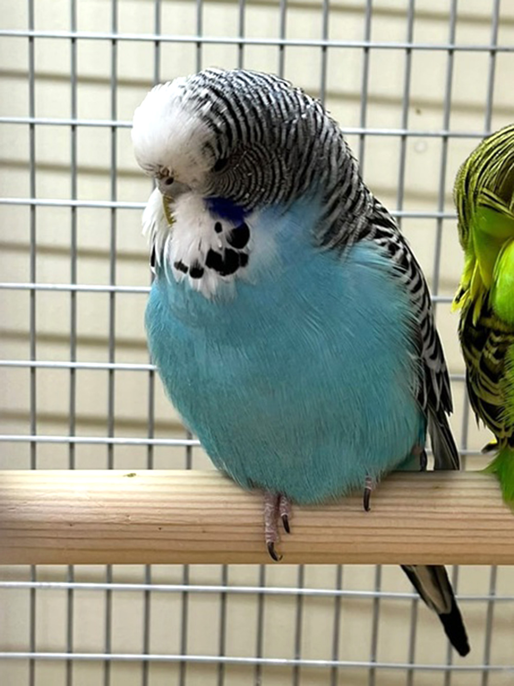 Попугай Волнистый Синий самец