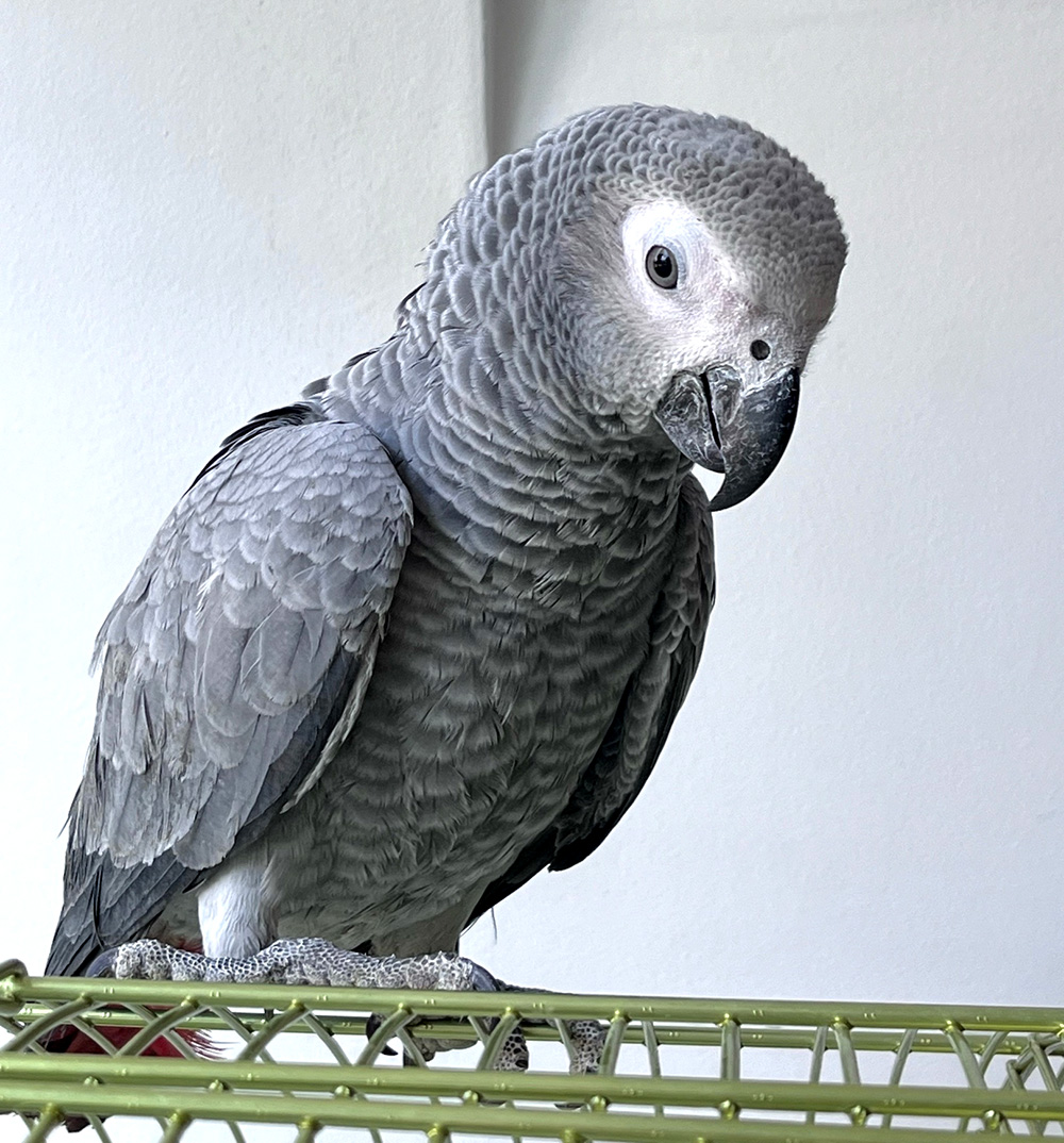 Попугай Жако серый