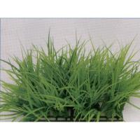 Растение пластиковое Коврик 12,5x25см, зеленое 83005_12.5