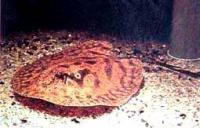 Хвостокол речной обыкновенный  Potamotrygon hystrix