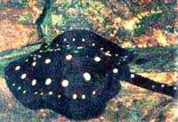 Хвостокол речной Леопольда  Potamotrygon leopoldi