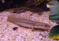 Полиптерус нильский Лапрада  Polypterus bichir lapradei