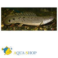 Полиптерус Дельхези  Polypterus delhezi