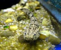 Полиптерус Эндлиxера  Polypterus endlicheri endlicheri