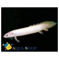 Полиптерус сенегальский альбинос  Polypterus senegalus var.