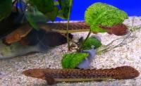 Полиптерус Тужеля  Polypterus teugelsi