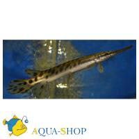 Панцирная щука гигантская, Панцирник мисисипский  Atractosteus spatula [Lepisosteus spatula]