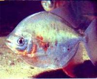 Милеус красноплавничный (краcный)  Myloplus rubripinnis (Myleus rubripinnis)