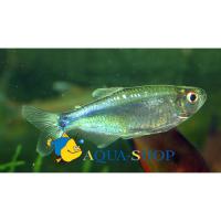 Тетра голубой бриллиант (Целурихтис мелкочешуйный)  Mimagoniates microlepis (Coelurichthys microlepis)
