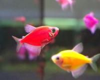 GloFish - флуоресцентные аквариумные рыбки