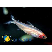 Родостомус альбинос (Тетра красноротая)  Hemigrammus rhodostomus