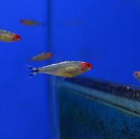 Родостомус платиновый  Hemigrammus rhodostomus