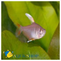 Орнатус белоплавничный  Hyphessobrycon sp. white fin