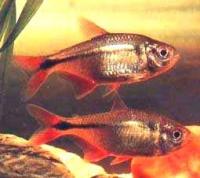 Тетрагоноптерус золотой (Тетра ромбовидная)  Hyphessobrycon anisitsi (Hemigrammus caudovittatus)