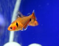 Серпас, Тетра серповидная  Hyphessobrycon eques (H.serpae)